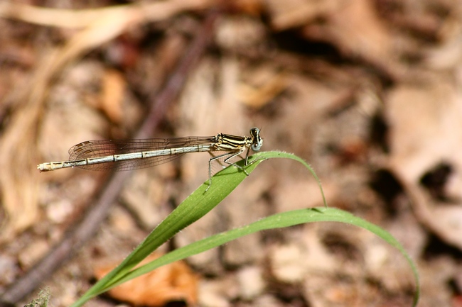 Odonata da ID